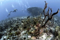   New Wreck  